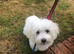 Beautiful Bichon Boy puppy