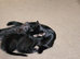 Playful kittens for sale