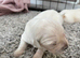 Goldador puppies