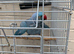 Super friendly blue male Ringneck