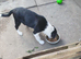 Border collie pups for sale