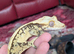 Extreme cream harlequin crested gecko