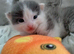 Light grey /white tortoise shell male kitten
