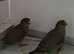 3 Mulger parakeet hens