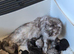 Pedigree TICA Registered Maine Coon Kittens