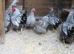 Silver Laced Wyandotte Bantam hens ( broody  or in lay)