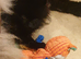 2 small house trained Pomeranians finally big enough to leave