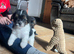 3/4 bred Biewer terrier boys
