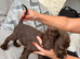 Cocker spaniel puppies looking for a new home