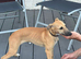 Whippet pups