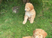 Golden Doodle Puppies f2b Ready Now