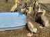 2 weeks old Indian runner ducklings