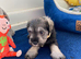 Adorable Mini Schnauzer pups - KC reg 5* Licensed Boys/Girls