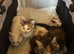 Mixed litter of kittens