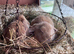 Very sweet Rabbits