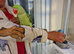 Super Tamed Alexanderian baby parrot