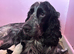 Stunning litter of cocker spaniel puppies ready for new homes