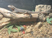 Male Red Headed Rock Agama