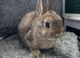 Netherland dwarf babies