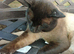 Siamese kittens ready in 7 weeks