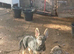 Adorable German Shepherd Puppies