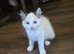 Pedigree ragdoll kittens