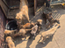 Lurcher pups