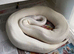 Ball Python's for Sale