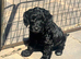 READY TO LEAVE F2b cockapoo boy