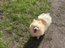 Beautiful white Pomeranian female