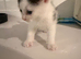 Beautiful fluffy mixed kittens - 1 LEFT