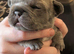 2 French bulldogs