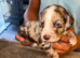 Cocker spaniel pups