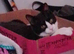 Two male kittens, Moo and Buddy
