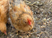 Young Pekin Bantam Cockerels