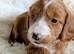 Adorable full DNA tested Cockerpoo puppies