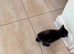 2 black kitten looking for new home