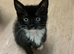 5 lovely, playful kittens.