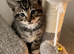 9 weeks old male kittens x3