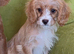 Beautiful Cavapoo Puppies