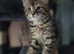 Kittens for sale