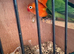 2 young baby love birds