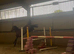 4yo gelding