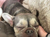 French bulldog Bella