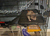 2 friendly young female rats