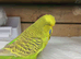 Exhibition budgies