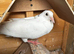 3 racing pigeon for sale