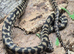 Irian Jaya Carpet Python at Birmingham Reptiles