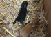 Newborn mini lops to reserve