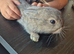 Baby rabbits